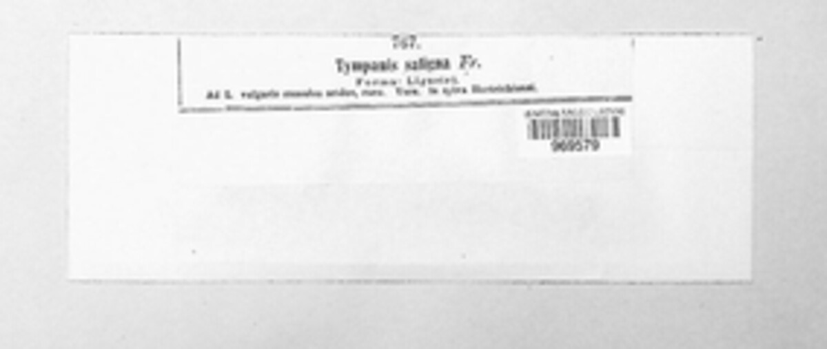 Tympanis saligna image